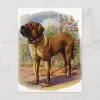 Mastiff Vykort