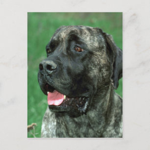 Mastiff, Yarravilles Krona judel Vykort