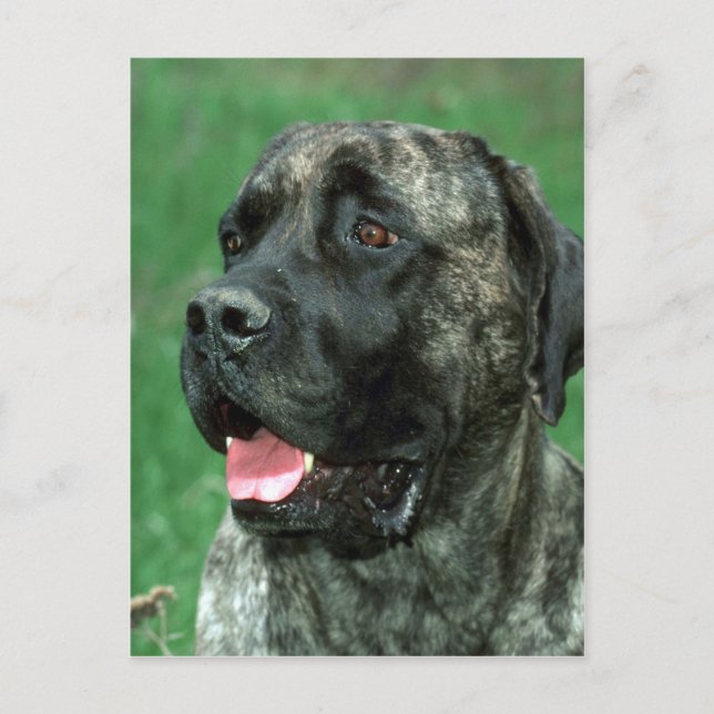 Mastiff, Yarravilles Krona judel Vykort (Framsida)