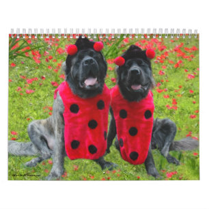 Mastiffklänning upp kalender