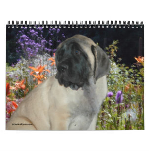 Mastiffvalpkalender Kalender