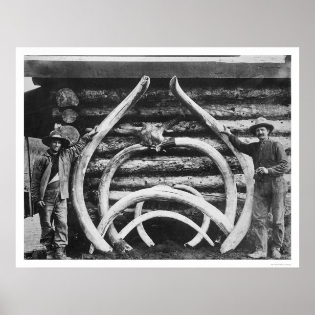 Mastodon Bones Alaska 1908 Poster (Framsidan)