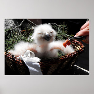 Mata chicken Eagle Uggla Poster