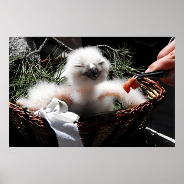 Mata chicken Eagle Uggla Poster (Framsidan)