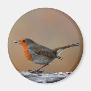 Mata den Robin magneten Magnet