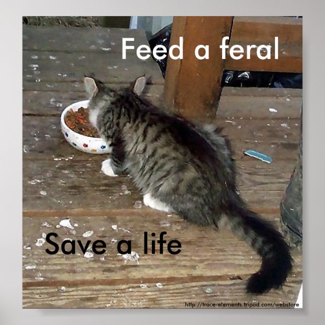 "Mata en feral, Spara a Life", färsk kattunge post Poster (Framsidan)