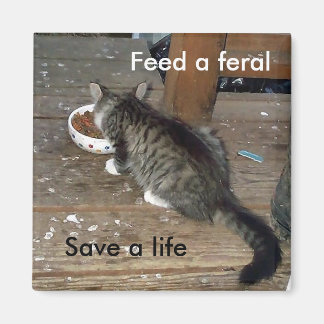 "Mata en feral, Spara a Life", feral kitten magnet