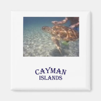 Mata en sköldpadda magnet