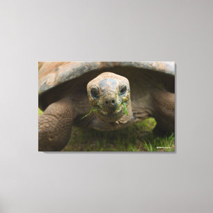 Mata för Aldabra sköldpadda Canvastryck