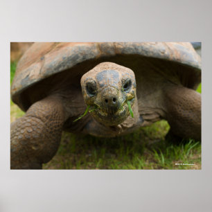 Mata för Aldabra sköldpadda Poster