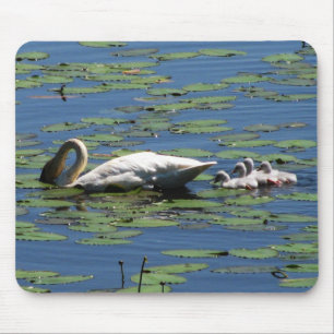 Mata för svan & för Cygnets Musmatta