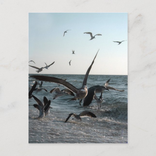 Mata Frenzy-vykort Vykort (Framsida)