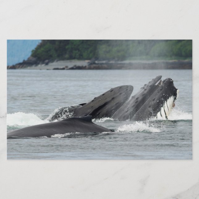 Mata Humpback Whales Brevpapper (Framsida)