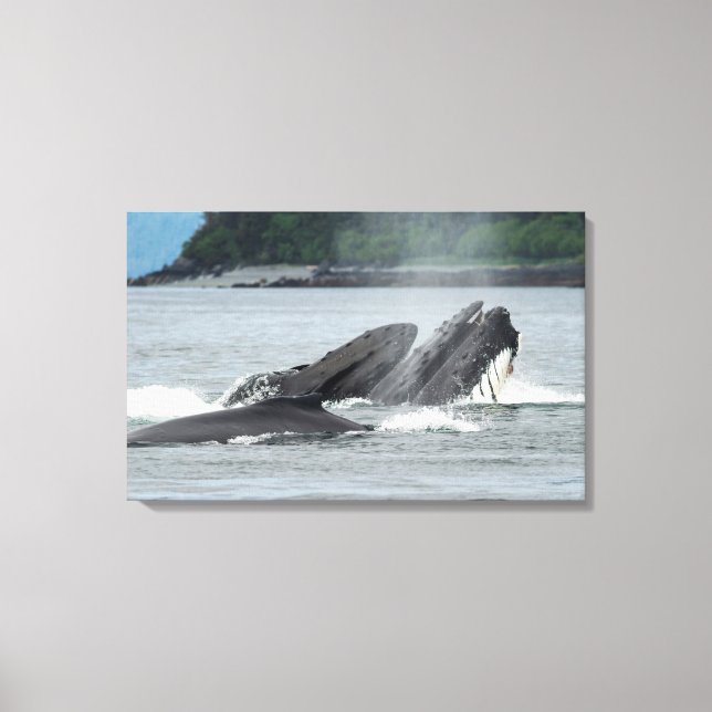 Mata Humpback Whales Canvastryck (Framsida)