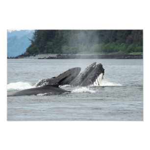 Mata Humpback Whales Fototryck