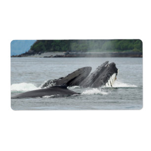 Mata Humpback Whales Fraktsedel