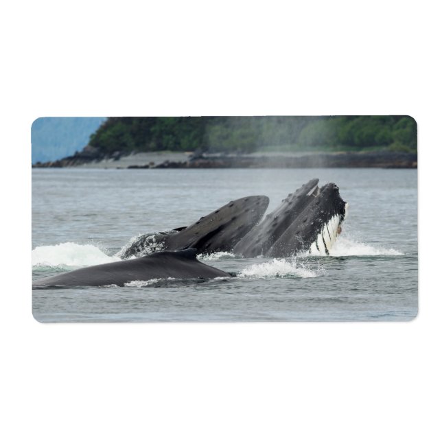 Mata Humpback Whales Fraktsedel (Framsidan)