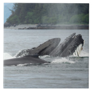 Mata Humpback Whales Kakelplatta