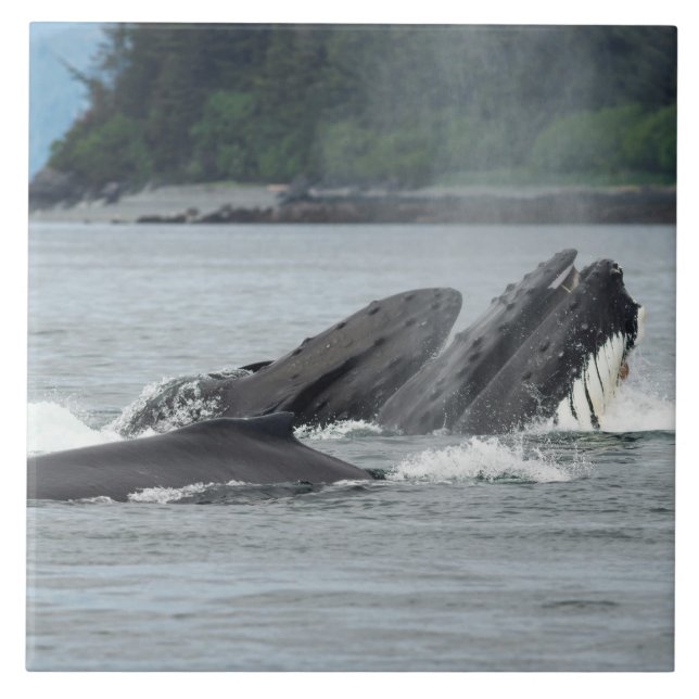 Mata Humpback Whales Kakelplatta (Framsidan)