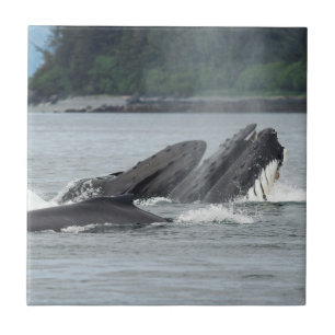 Mata Humpback Whales Kakelplatta