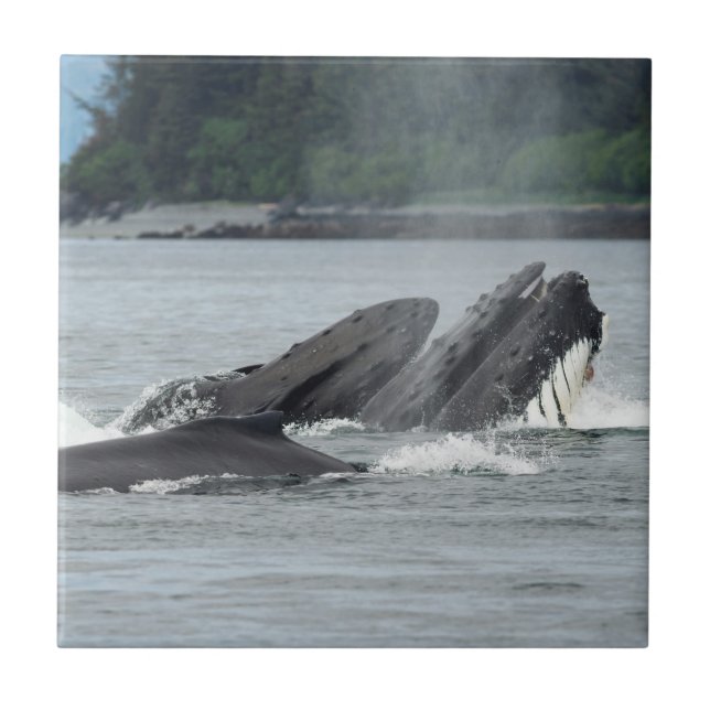 Mata Humpback Whales Kakelplatta (Framsidan)