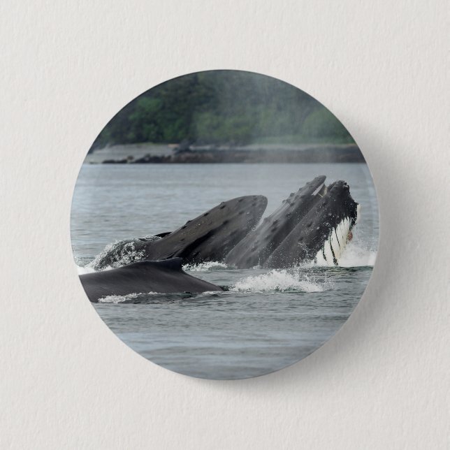 Mata Humpback Whales Knapp (Framsida)