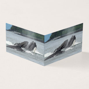 Mata Humpback Whales Kort