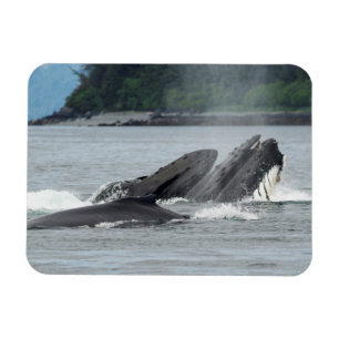 Mata Humpback Whales Magnet