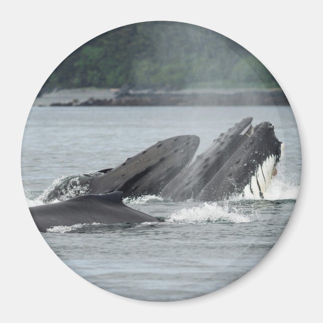 Mata Humpback Whales Magnet (Framsidan)