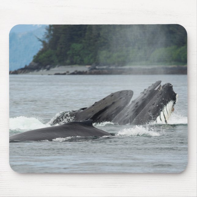 Mata Humpback Whales Musmatta (Framsidan)