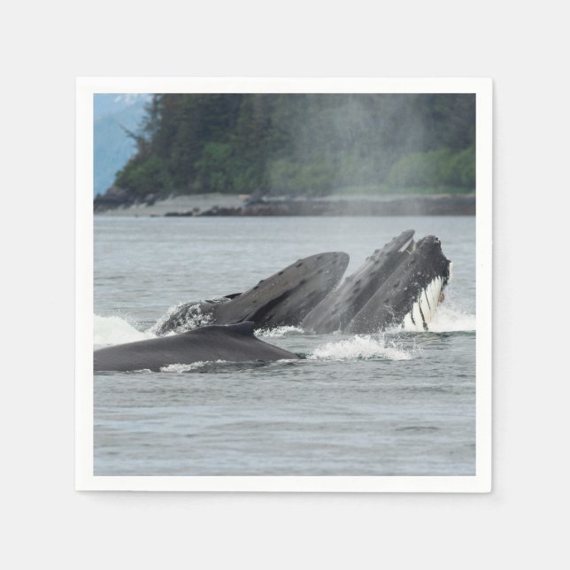Mata Humpback Whales Pappersservett (Framsidan)