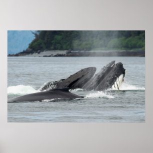 Mata Humpback Whales Poster