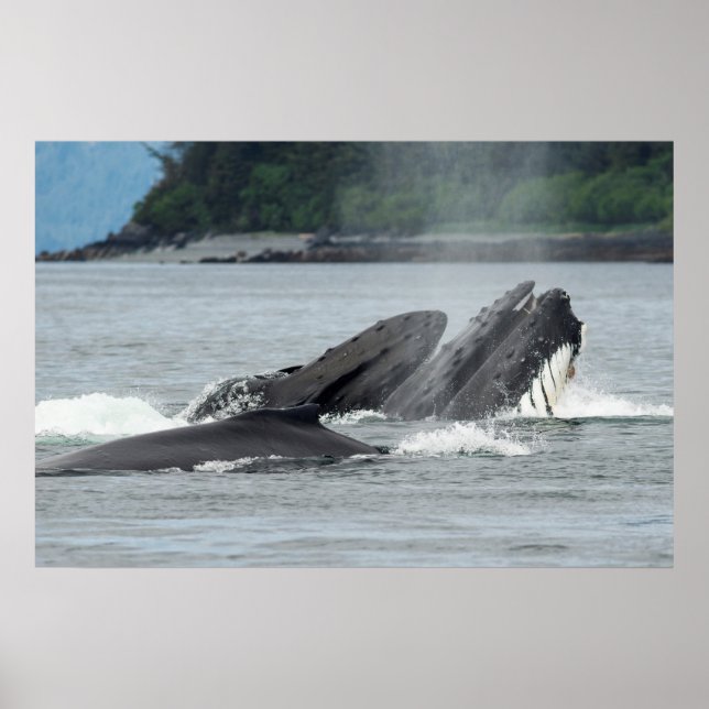 Mata Humpback Whales Poster (Framsidan)