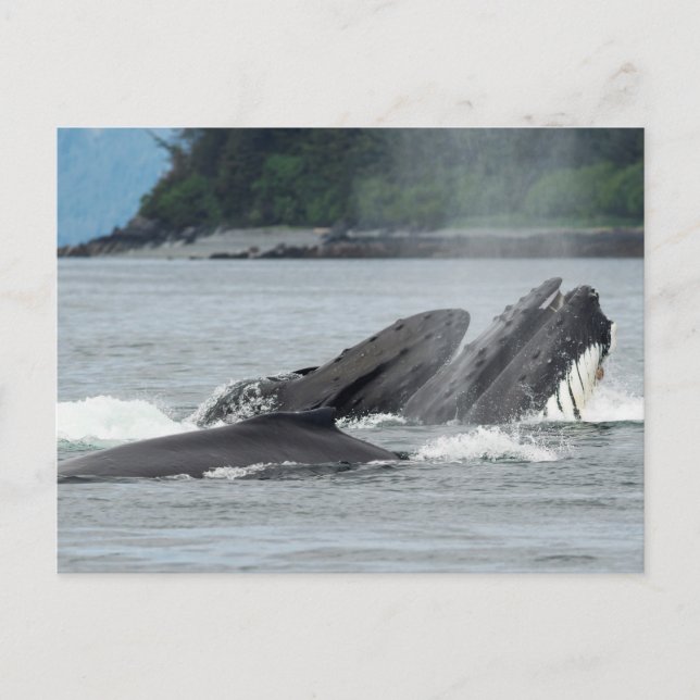 Mata Humpback Whales Vykort (Framsida)