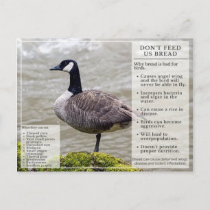 Mata inte Bröd till Birds Postcard Canada Goose Vykort