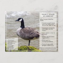 Mata inte Bröd till Birds Postcard Canada Goose Vykort
