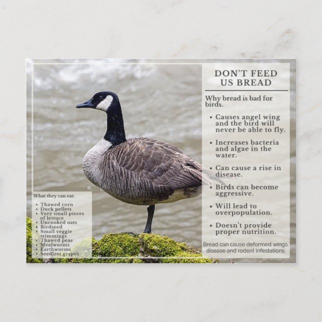 Mata inte Bröd till Birds Postcard Canada Goose Vykort (Framsida)