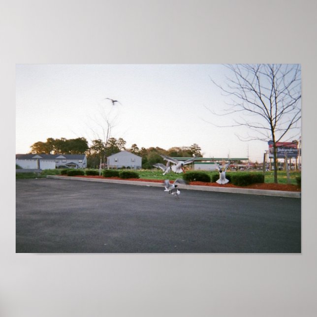 Mata inte fiskmås poster (Framsidan)