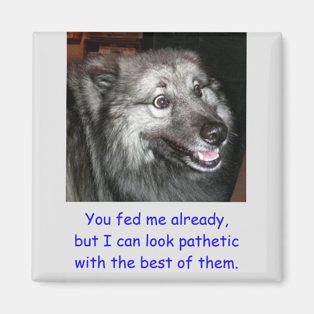 Mata inte Hund Magnet (Framsidan)