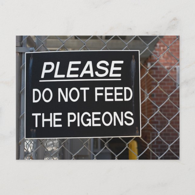 Mata inte Pigeons New York City NYC Vykort (Framsida)