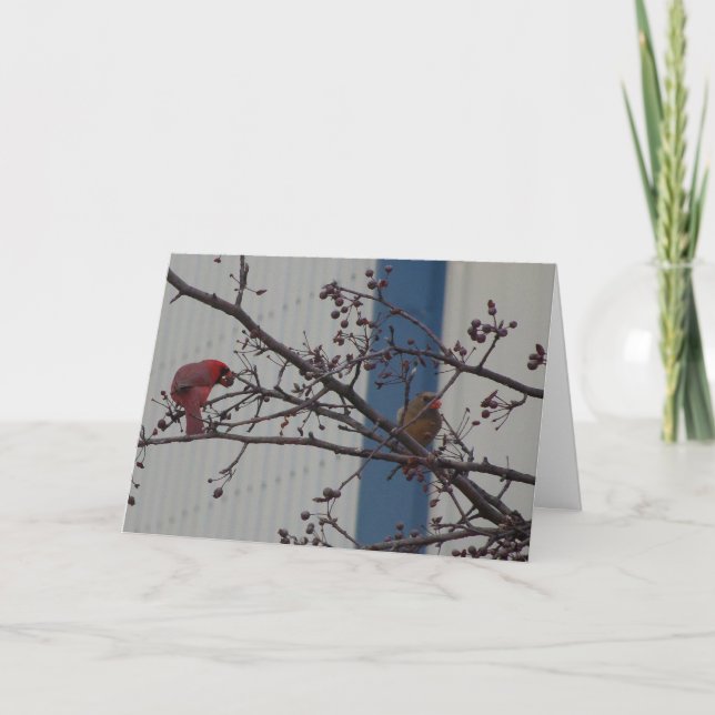 Mata kardinaler, lycklig årsdag kort (Framsida)