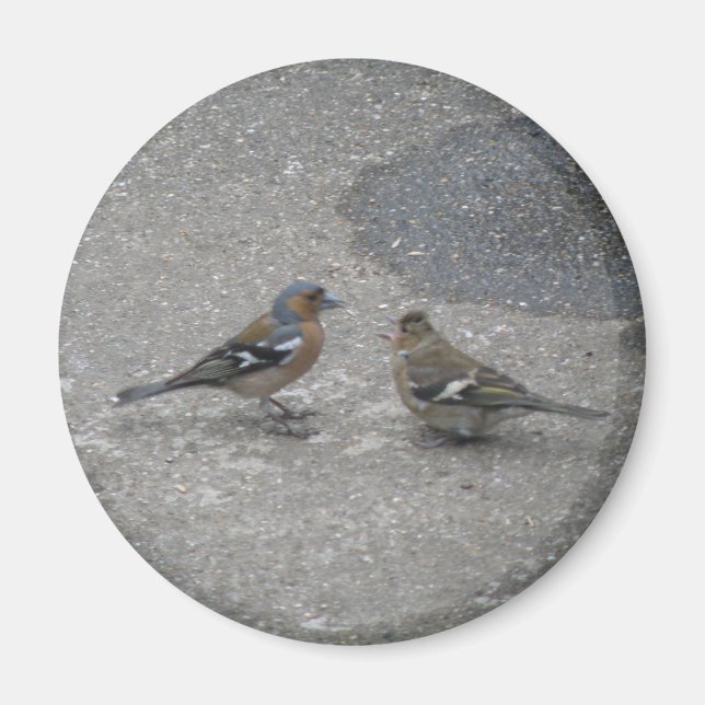 Mata mig Chaffinch Magnet (Framsidan)