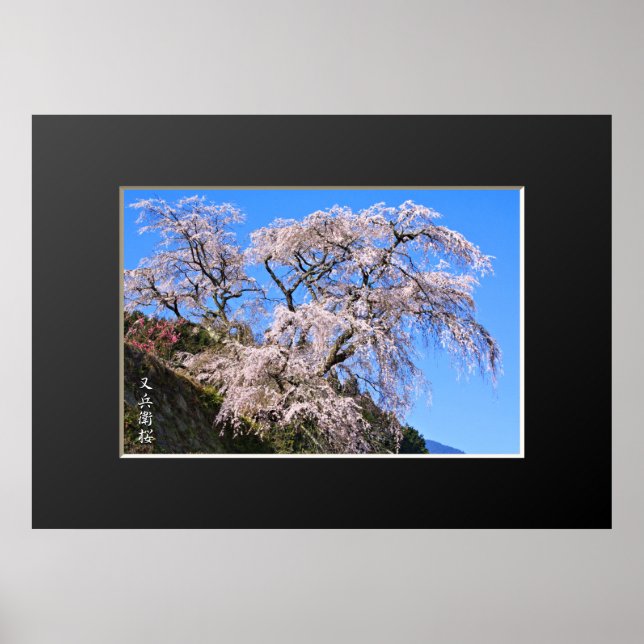Matabei-Zakura: Weeping Cherry Träd Poster (Framsidan)