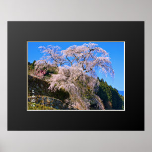 Matabei-Zakura Weeping Cherry Träd Poster