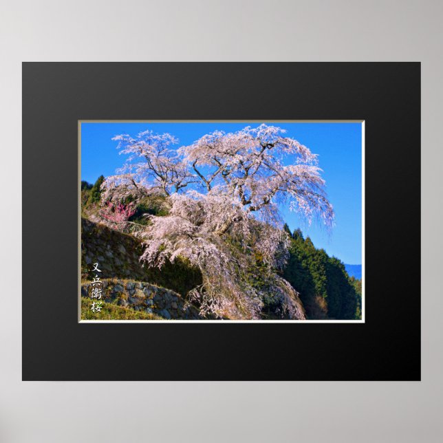 Matabei-Zakura Weeping Cherry Träd Poster (Framsidan)