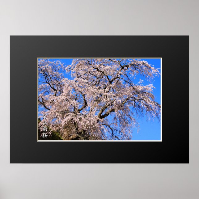 Matabei-Zakura: Weeping Cherry Träd Poster (Framsidan)
