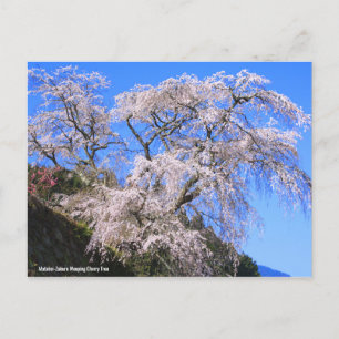 Matabei-Zakura Weeping Cherry Träd [vykort] Vykort