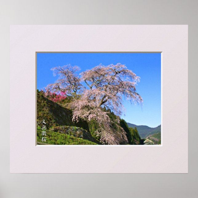 Matabei-Zakura Weeping Cherry Tree Poster (Framsidan)