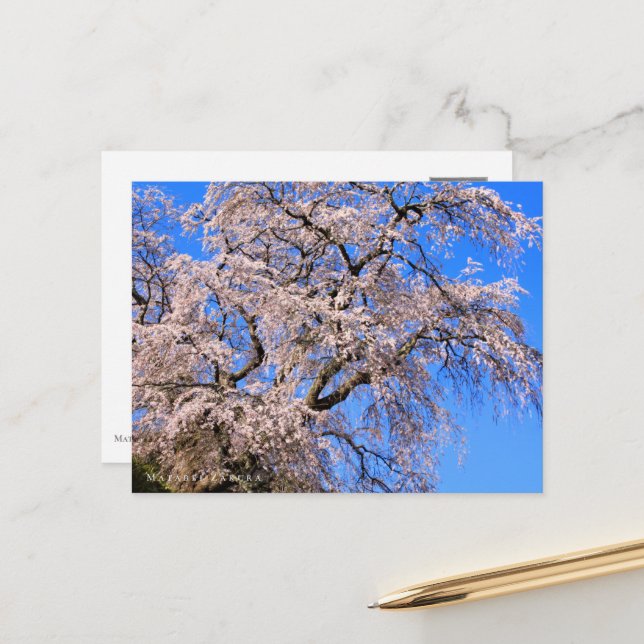 Matabei-Zakura: Weeping Cherry Tree Vykort (Fram/Back In Situ)