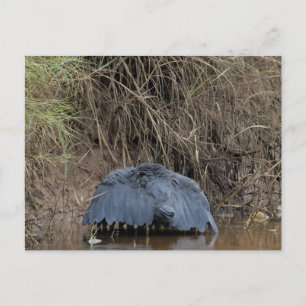 Matande av en svart Heron canopy Vykort